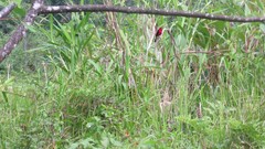 Ramphocelus nigrogularis