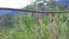 Ramphocelus nigrogularis