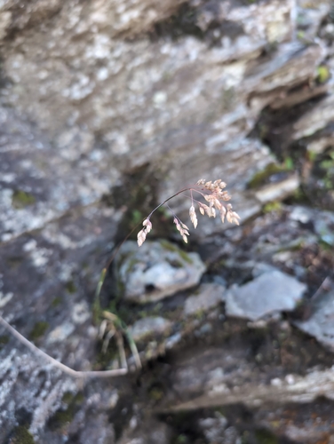 Image of Poa flexuosa by (c) Michael D. Pirie, some rights reserved (CC BY)