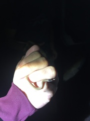 Tantilla hobartsmithi