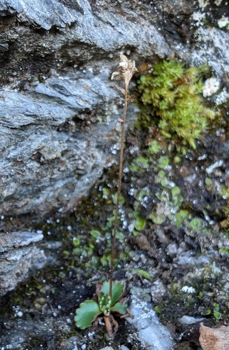 Ottertail Pass Saxifrage (Micranthes tenuis)