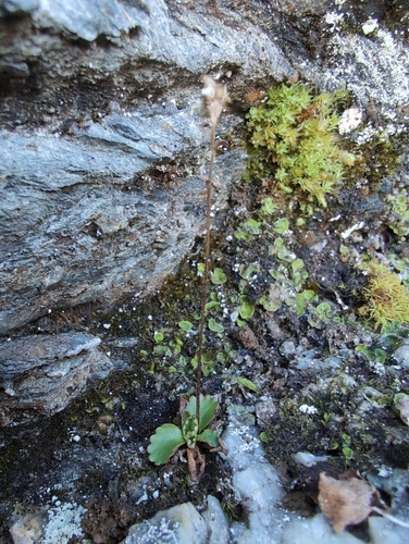 Image of Micranthes tenuis by (c) Michael D. Pirie, some rights reserved (CC BY)