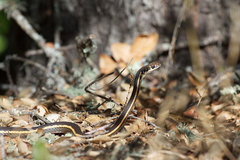 Masticophis lateralis lateralis