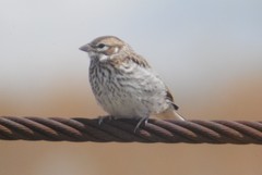 Chondestes grammacus strigatus