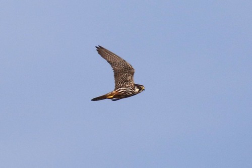 Eurasian Hobby