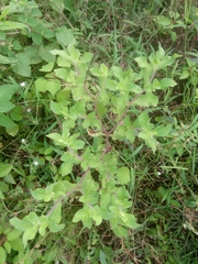 Acanthospermum hispidum