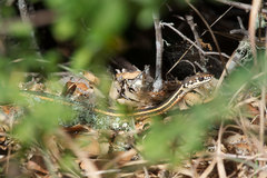 Masticophis lateralis lateralis