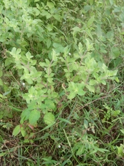 Acanthospermum hispidum