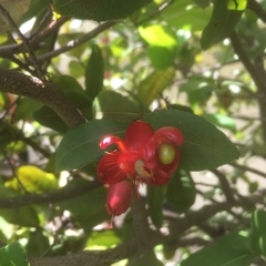 Ochna thomasiana