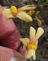 Nemesia versicolor