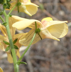 Nemesia versicolor