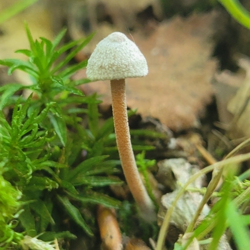 Inocybe petiginosa — (c) Virn Stothers, some rights reserved (CC BY)
