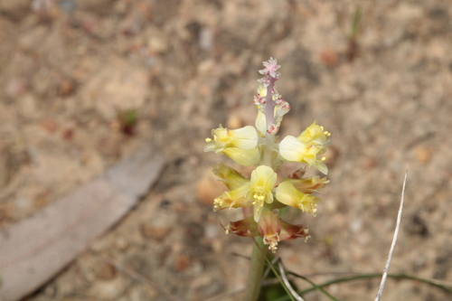 Image of Lachenalia pallida by (c) Wessel Pretorius, some rights reserved (CC BY-SA)