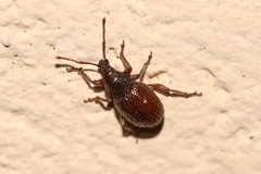 Otiorhynchus indefinitus