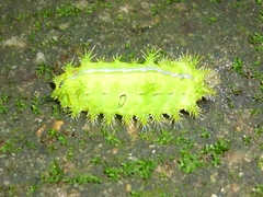 Quasithosea obliquistriga