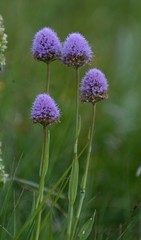 Traunsteinera globosa