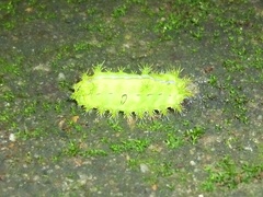 Quasithosea obliquistriga