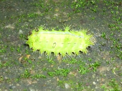 Quasithosea obliquistriga