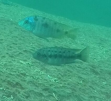 Petrotilapia nigra