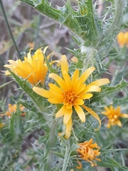Scolymus