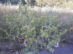 Scolymus