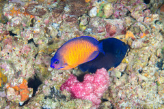 Centropyge bispinosa