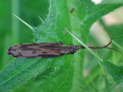 Tenomerga cinerea