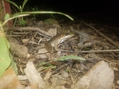 Lithobates vaillanti