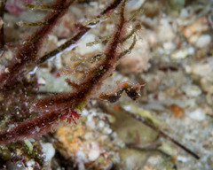 Hippocampus pontohi