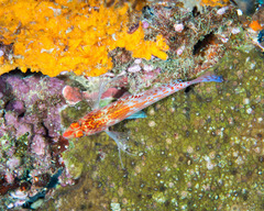 Cirrhitichthys falco