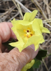 Cienfuegosia drummondii