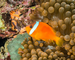 Amphiprion barberi
