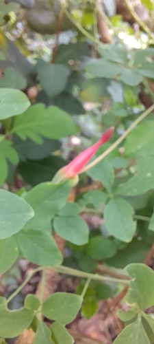 Image of Tropaeolum pentaphyllum by no rights reserved