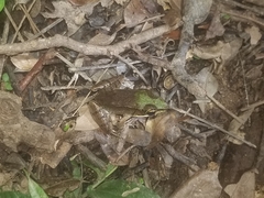 Lithobates vaillanti