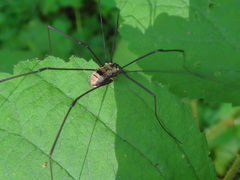 Leiobunum calcar