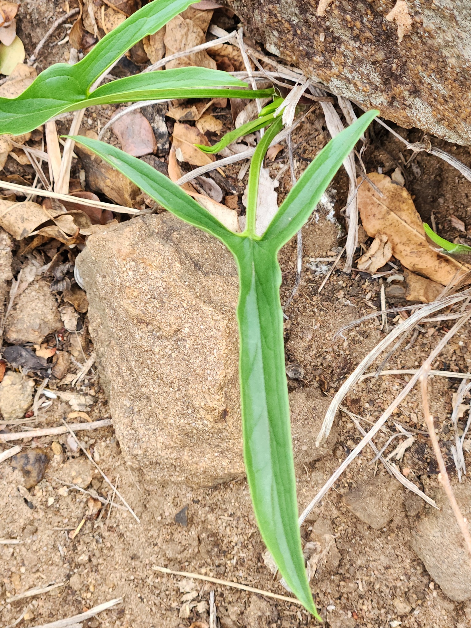 Stylochaeton lancifolium