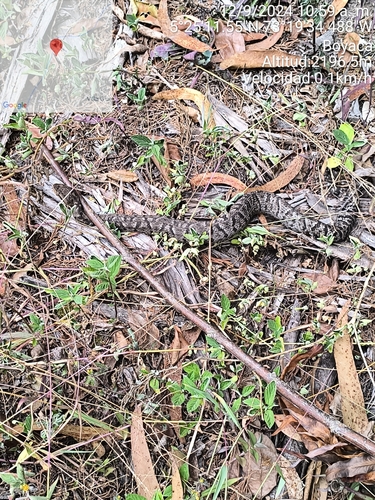 Photo of a Bothrocophias tulitoi (Bothrocophias tulitoi)