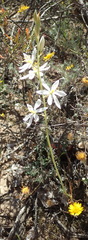 Ornithogalum hispidum hispidum
