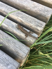 Podarcis muralis