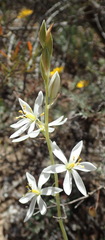 Ornithogalum hispidum hispidum