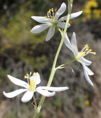 Ornithogalum hispidum hispidum