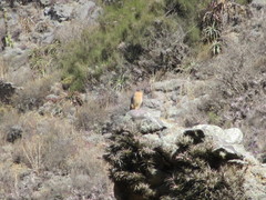 Falco sparverius paulus