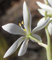 Ornithogalum hispidum hispidum