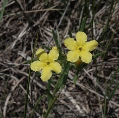 Lithospermum caroliniense