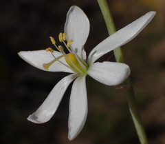 Ornithogalum hispidum hispidum