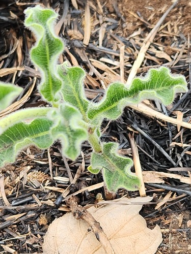 Raphionacme procumbens