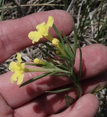 Lithospermum caroliniense