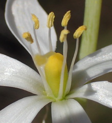 Ornithogalum hispidum hispidum
