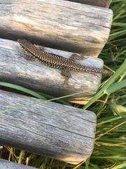Podarcis muralis