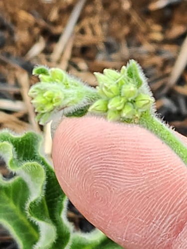 Raphionacme procumbens